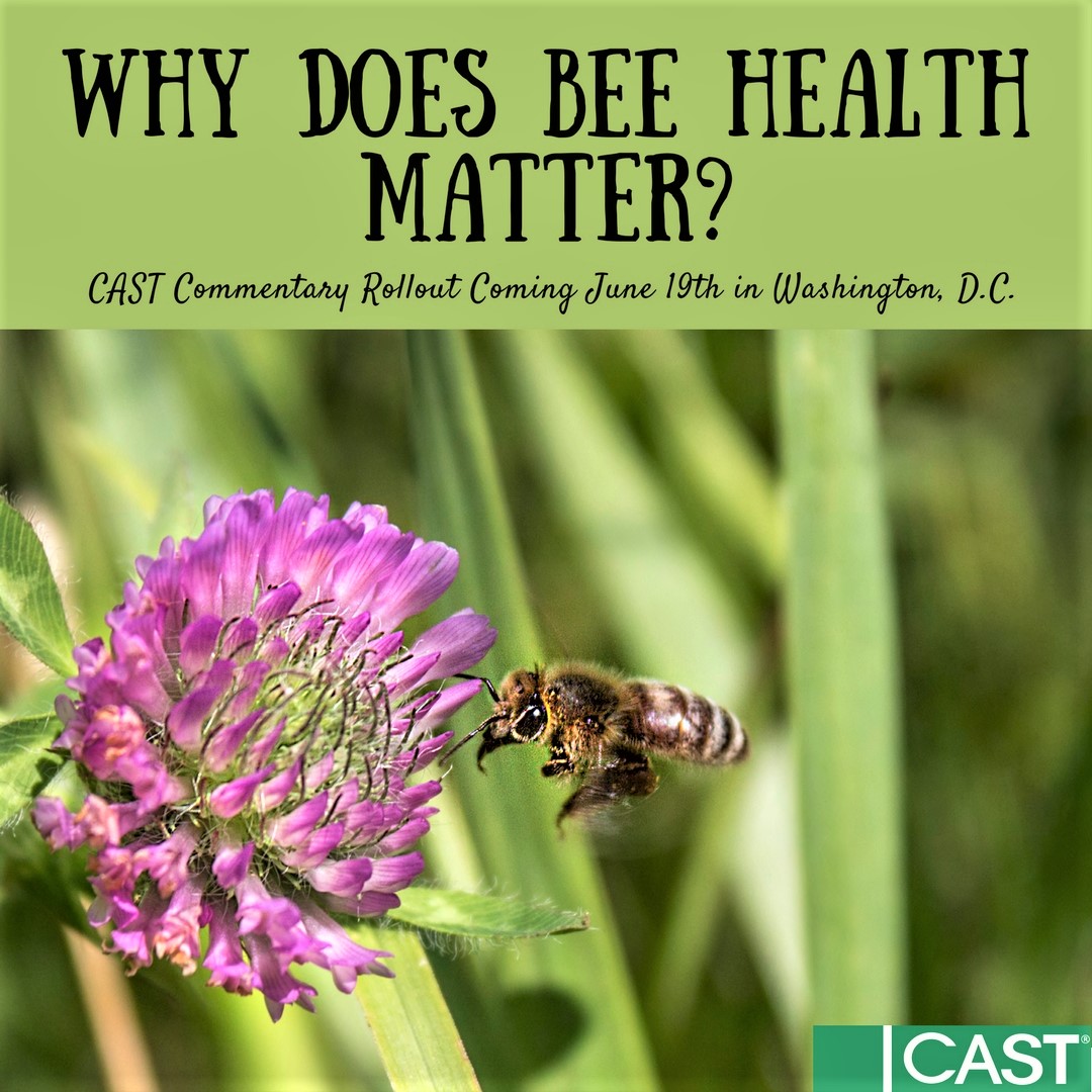 Why Does Bee Health Matter? New CAST Commentary